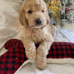"Bear-F2b Doodle" Goldendoodle Puppies from What’s Up Doodles