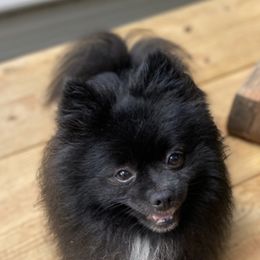 Pomeranians from Baby Pomeranian’s