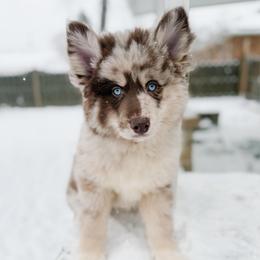 Ravioli - Merle male Pomsky puppy in Cleveland, Ohio from Lake Point Pomskies