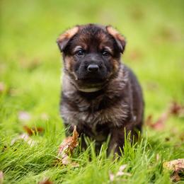 "Lilac" German Shepherd Puppies from MCX K9