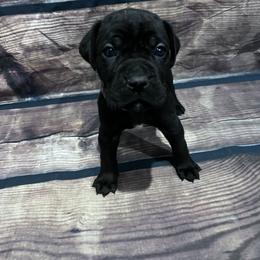 Pink Collar - Black female Cane Corso puppy in Fritch, Texas from Carrie Brown's Cane Corsos