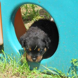 Rottweiler Puppies from Medieval Rottweilers