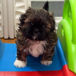 Sheldon - Brindle male Shih Tzu puppy in Kettering, Ohio from The Ruff Life Tribe