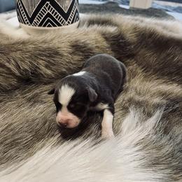 Australian Shepherd and Miniature Australian Shepherd Puppies from Kersey/Lopez Farms