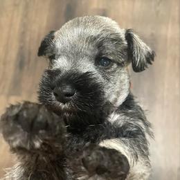 Oliver - Salt and pepper male Miniature Schnauzer puppy in Interlachen, Florida from Pam's Schnauzers