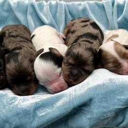 Cavapoo puppies from Sassy Sailor & Company