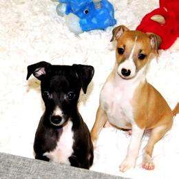 Yasmin's Male 3 - Red male Italian Greyhound puppy in Sparta Tn And Caryville Fl, Tennessee from Summerwind Kennel