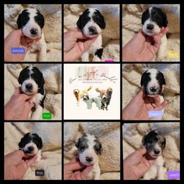 Goldendoodle Puppies from Doo a Little Doodle