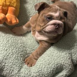 Boxer, Bulldog, and French Bulldog Puppies from Lafayette Bulldogs & Boxers