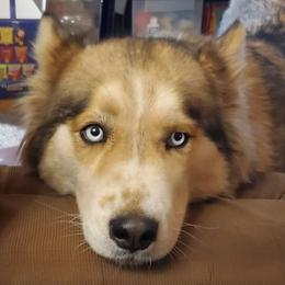 Siberian Huskies from Hopping Huskies
