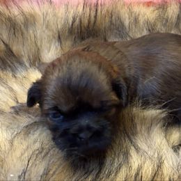 Scarlet - Red female Shih Tzu puppy in Brevard, North Carolina from House of Little Lions