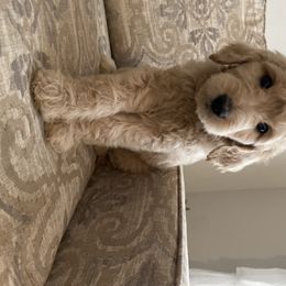 Goldendoodle Puppies from C.P. Puppy Buddies