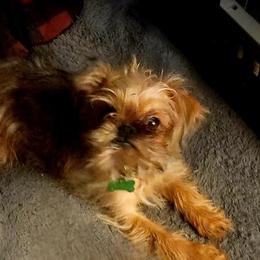 Boomer - Brussels Griffon