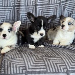 Girl 4 - Black and white female Cardigan Welsh Corgi puppy in Huntington Beach, California from Lucky Puppies