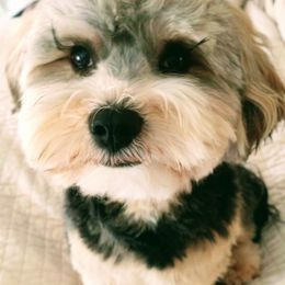 Yorkipoos from TheSocialk9