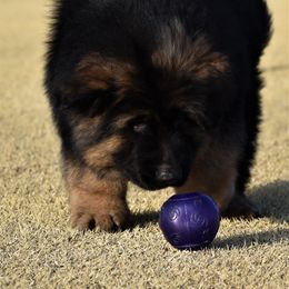 German Shepherd Puppies from Extreme German Shepherds