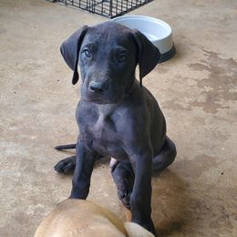 Boy 5 - Black Great Dane puppy in Hydes, Maryland from Chapman House of Danes