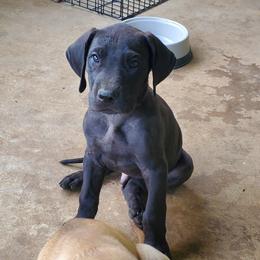 Boy 5 - Black Great Dane puppy in Hydes, Maryland from Chapman House of Danes