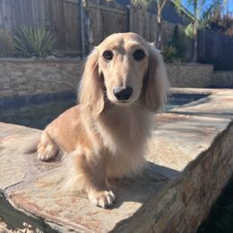 Dallas - Dachshund
