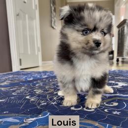Louis - Merle male Pomsky puppy in Long Grove, Illinois from Windy City Pomsky