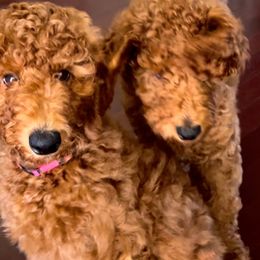 Girl 2 - Red  Goldendoodle puppy in Mount Juliet, Tennessee from Furever Doodle Co