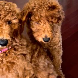 Girl 2 - Red  Goldendoodle puppy in Mount Juliet, Tennessee from Furever Doodle Co