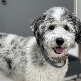 Jersey - Bernedoodle