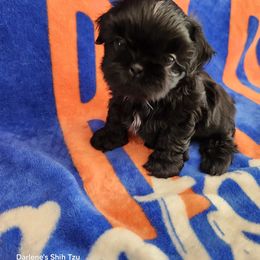 Shih Tzu Puppies from Duggers Shih Tzu