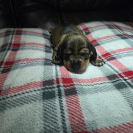 Boy 1 - Sable male Dachshund puppy in Mobile, Alabama from Lady and the Tramp Dachshunds