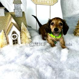 Dachshund Puppies from M.H.P Dachshunds