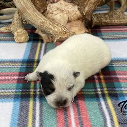 Queen Boy 5 - Blue speckled male Australian Cattle Dog puppy in Monroe, Louisiana from The Sweet Kennels