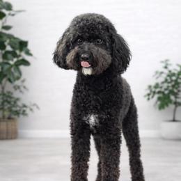 Raven - Poodle