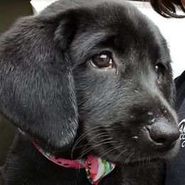 Labrador Retrievers from Alabama Pointing Labradors