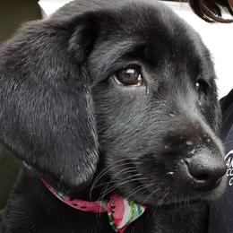 Labrador Retrievers from Alabama Pointing Labradors