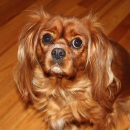 Marlee - Cavalier King Charles Spaniel