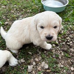No collar - Light golden female Golden Retriever puppy in Barbourville, Kentucky from Home Sweet Home English Goldens
