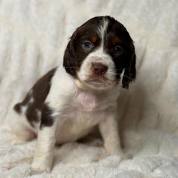 White girl - Liver white and tan female English Springer Spaniel puppy in Fairfield, California from Goldridge Springers