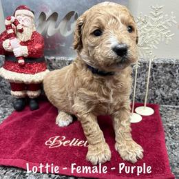 Lottie - Apricot female Goldendoodle puppy in Annville, Pennsylvania from Bellegrove Goldendoodles