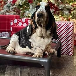 Fancy - Basset Hound