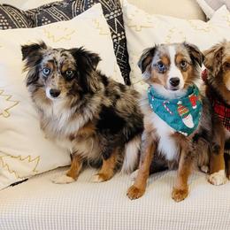 Miniature American Shepherds, Miniature Australian Shepherds, and Toy Australian Shepherds from Corner Oak Aussies