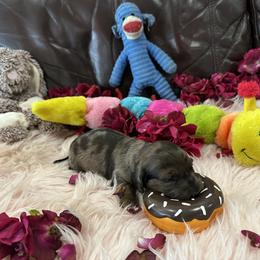 Dachshund Puppies from Gulfishan Kennels