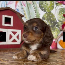 Orion - Chocolate and tan male Dachshund puppy in Floresville, Texas from Muddy River Dachshunds