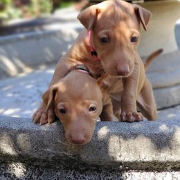 Pharaoh Hound Puppies from ACE Pharaoh Hounds