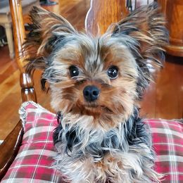 Yorkshire Terriers from www.sweetyorkiepuppies.quest