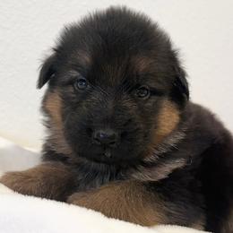 Gray Boy 4 - The Social Butterfly - Black and red male German Shepherd puppy in Vancouver, Washington from Purebred Elite Shepherds