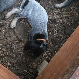 Bluetick Coonhound Puppies from Candra Bessent