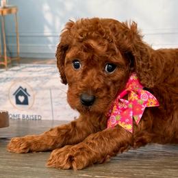Luna - Red  female Poodle puppy in Cape Coral, Florida from Ruby the poodle