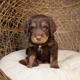 Sailor - Brown male Bernedoodle puppy in Fort Myers, Florida from Little Golden Farm