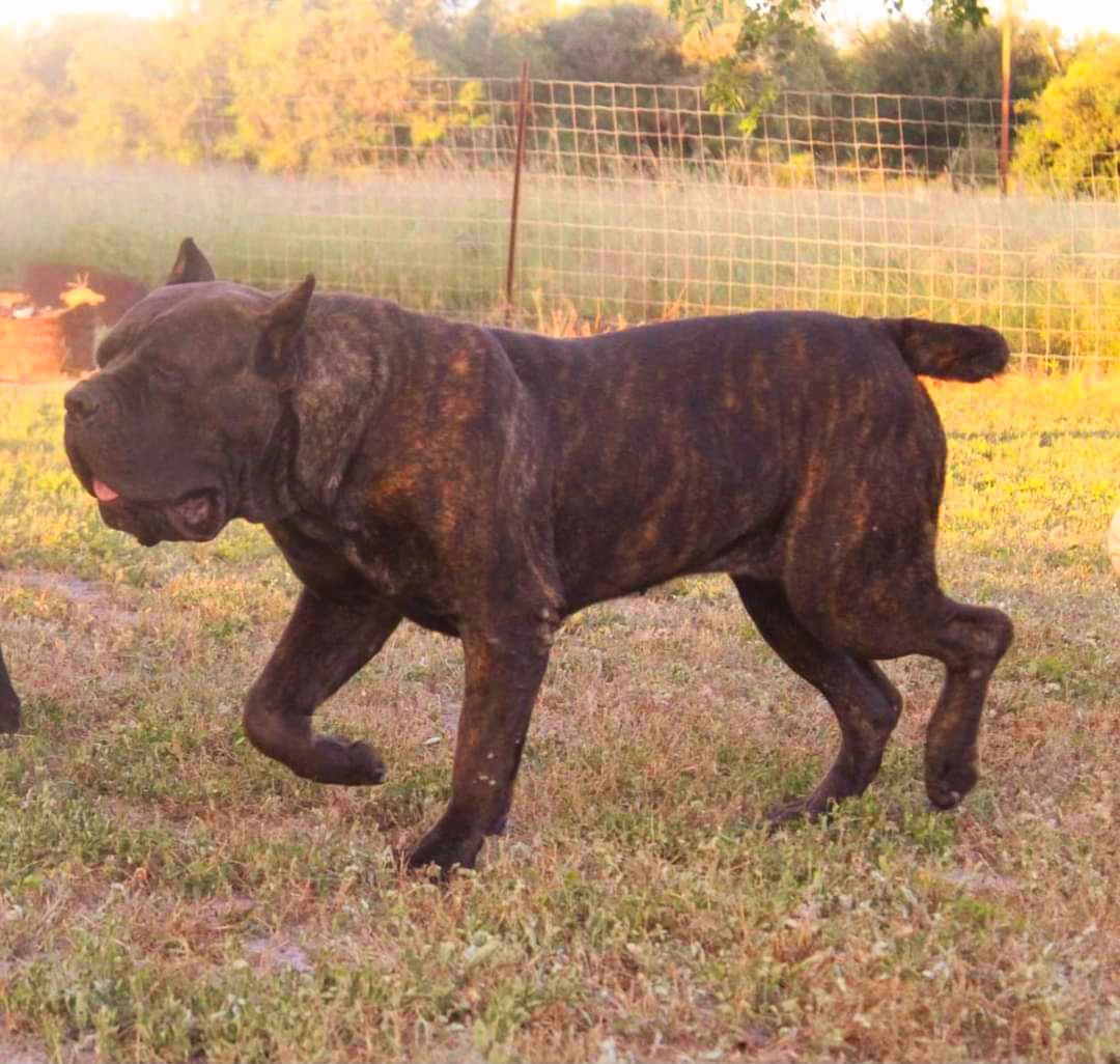 Gorda - Cane Corso