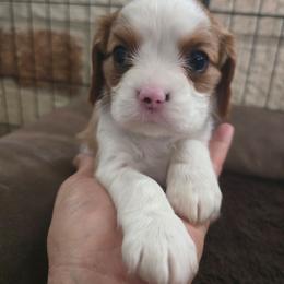 Pink girl - Blenheim female Cavalier King Charles Spaniel puppy in Wimberley, Texas from Amazing AKC Puppies